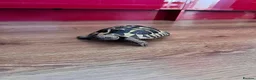 Hermann Tortoise reptiles for sale: Dash the Herman Tortoise  in Lewes - Advert 4