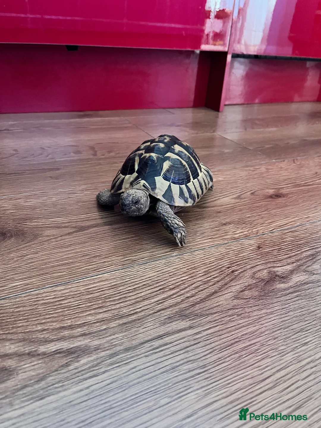 Hermann Tortoise reptiles for sale: Dash the Herman Tortoise  in Lewes - Advert 4