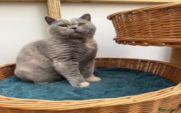 British Shorthair cats for sale: British Shorthair Adult  - Image 5