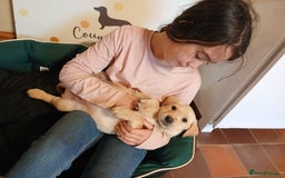 Labrador Retriever dogs for sale: Exceptional FTCHAMPION Labrador Retriever Puppies - Image 5