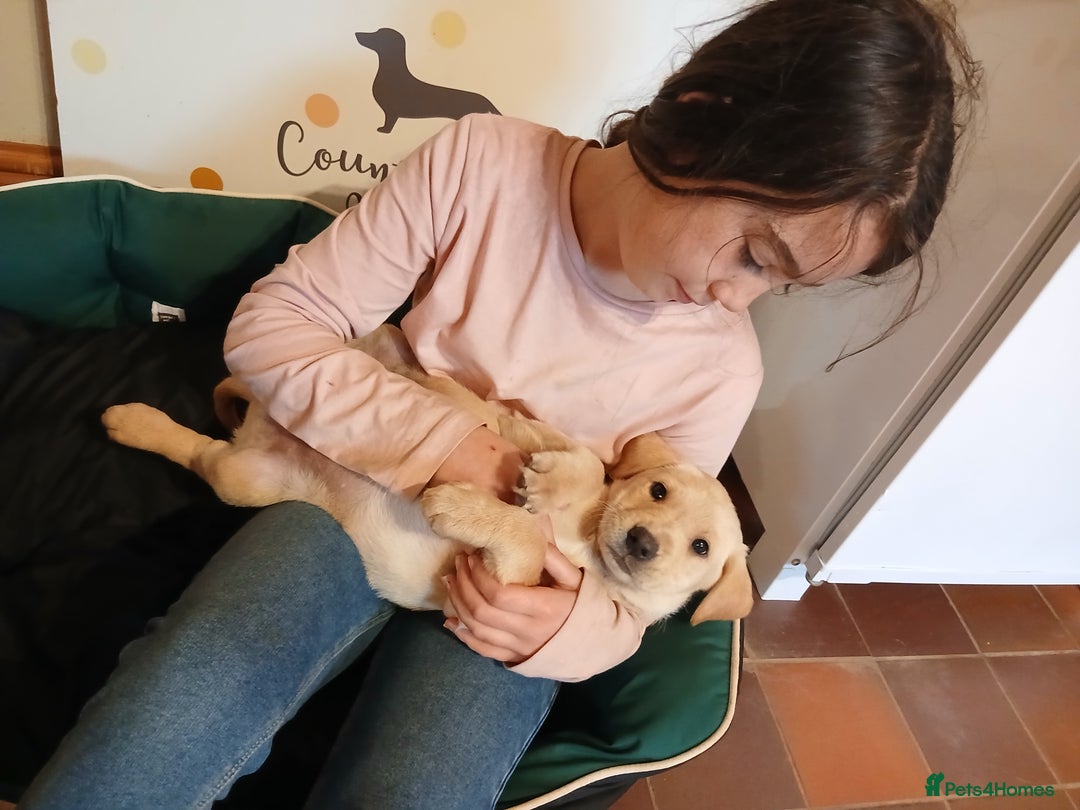 Labrador Retriever dogs for sale: Exceptional FTCHAMPION Labrador Retriever Puppies - Image 5