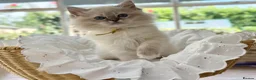 Ragdoll cats for sale: READY TO GO 1 left  (£900) available(TIMEWASTERS)  - Advert 23
