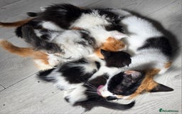 Mixed Breed cats for sale: Beautiful Calico Kittens - Image 12