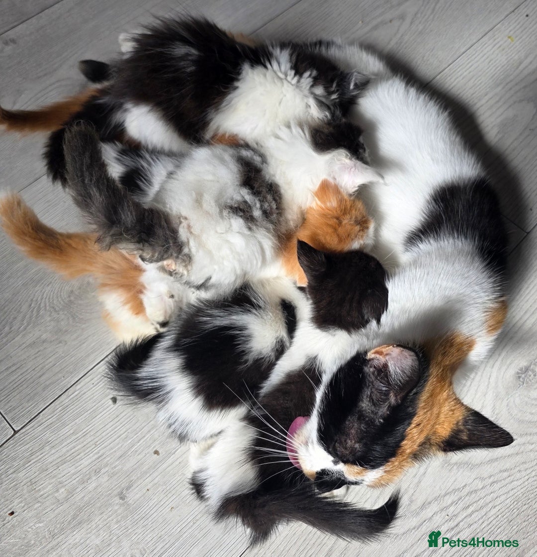 Mixed Breed cats for sale: Beautiful Calico Kittens - Image 12