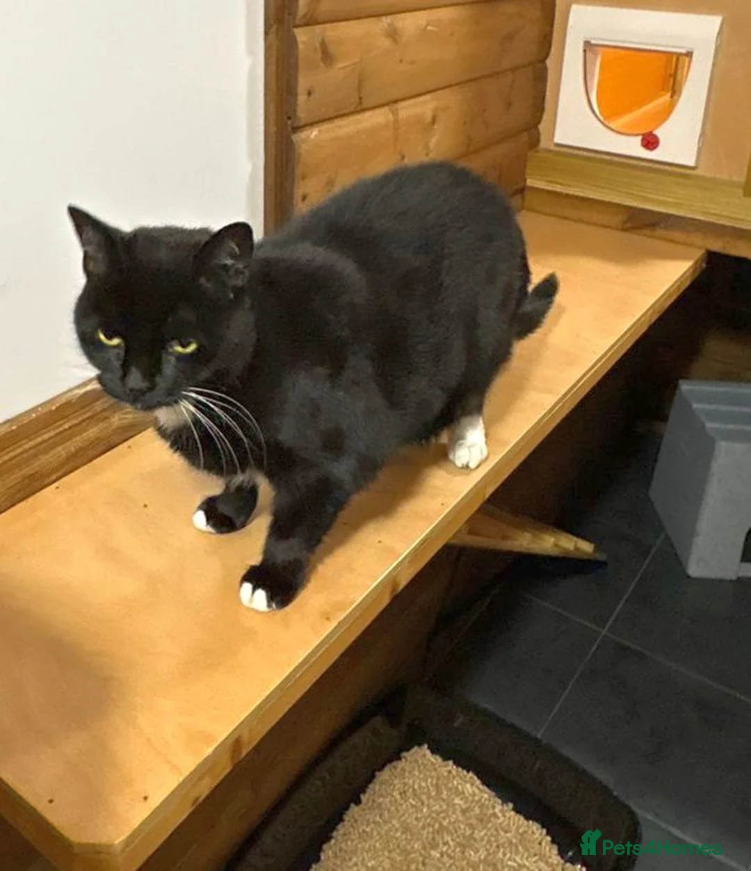 Mixed Breed cats for adoption: Toots - a lovely middle aged lady in good health - Advert 4