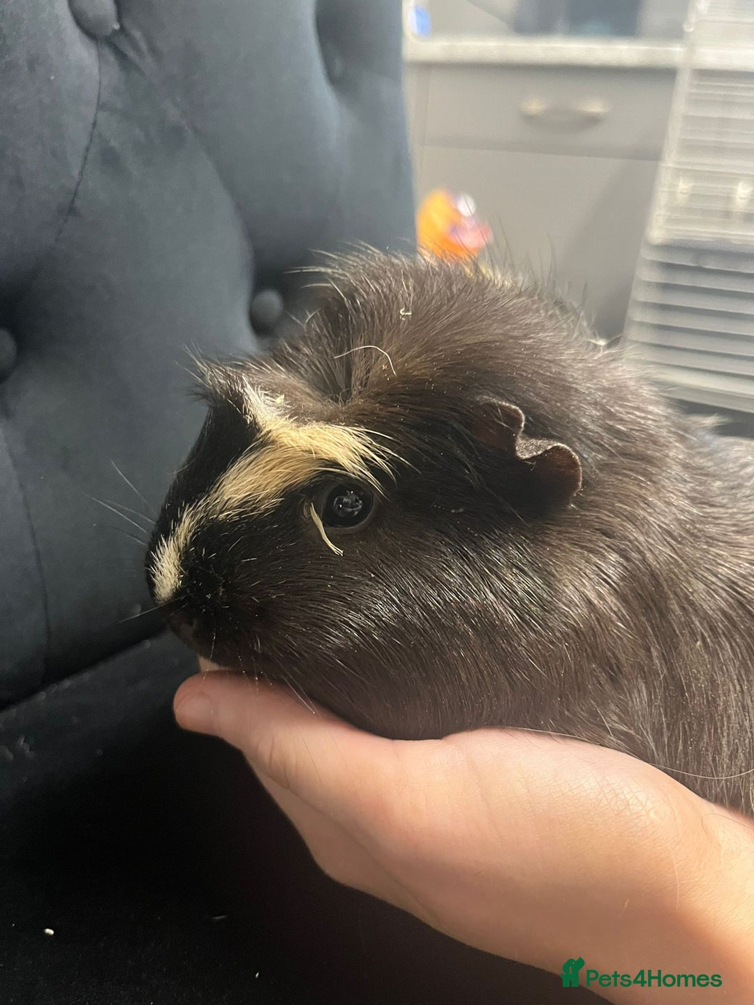 Guinea Pig rodents for sale: Free 4 male guinea pigs - Advert 3