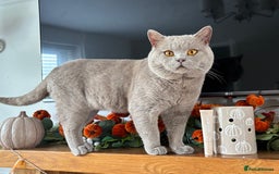 British Shorthair cats for stud: PROVEN! HEALTH TESTED! Stud  ** ) in Holywell - Advert 1