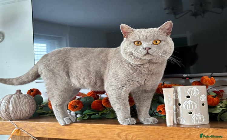 British Shorthair cats PROVEN! HEALTH TESTED! Stud  ** ) in Holywell - Advert 1