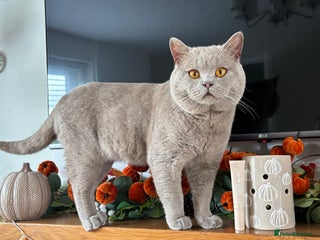 British Shorthair cats PROVEN! HEALTH TESTED! Stud ** ) in Holywell - Advert 7