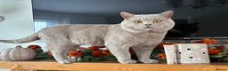 British Shorthair cats for stud: PROVEN! HEALTH TESTED! Stud  ** ) in Holywell - Advert 2