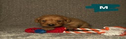 Labrador Retriever dogs for sale: Labrador Retriever Puppies - Raised in Family Home - Advert 13