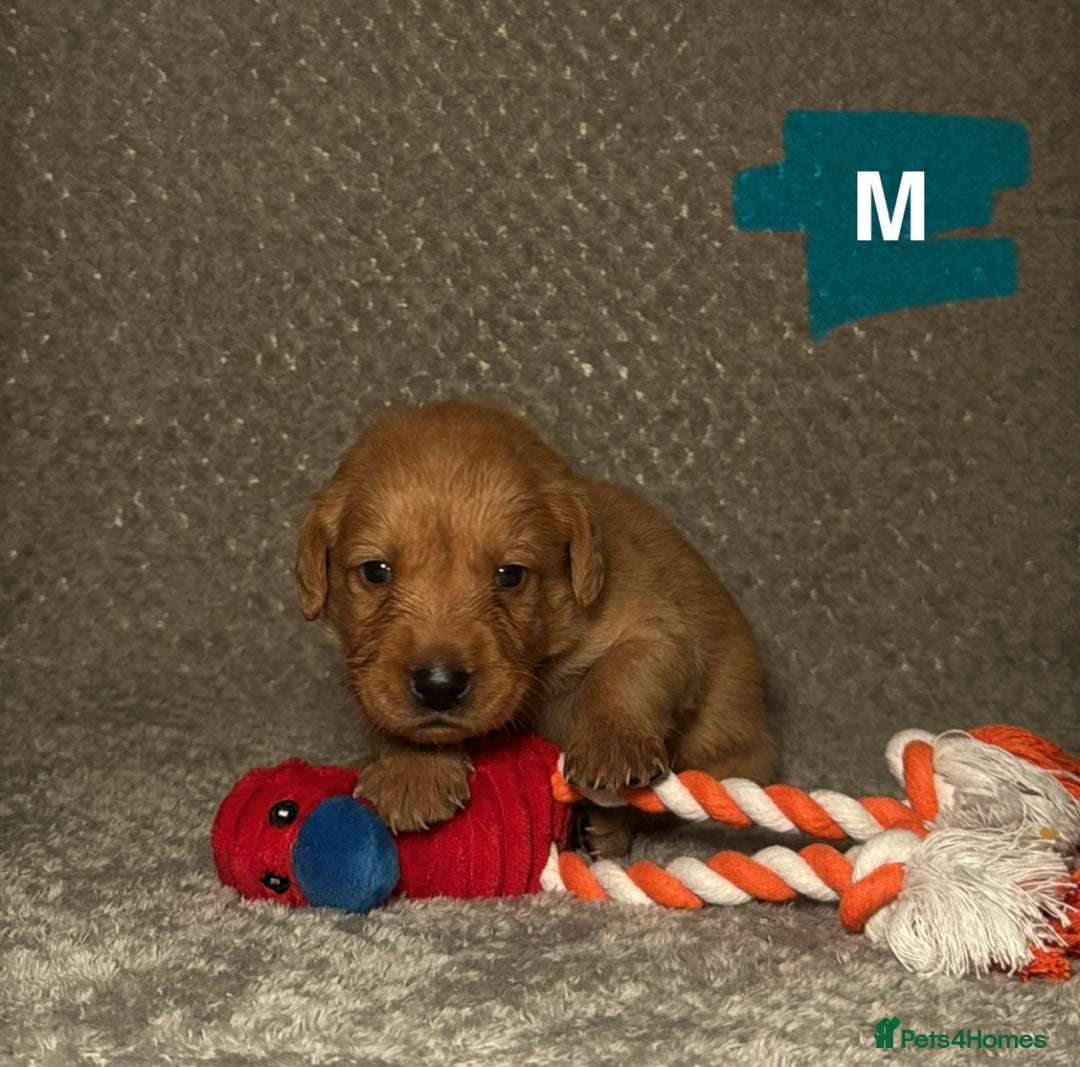 Labrador Retriever dogs for sale: Labrador Retriever Puppies - Raised in Family Home - Advert 13