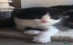 Mixed Breed cats for sale: Kittens for sale  - Image 10