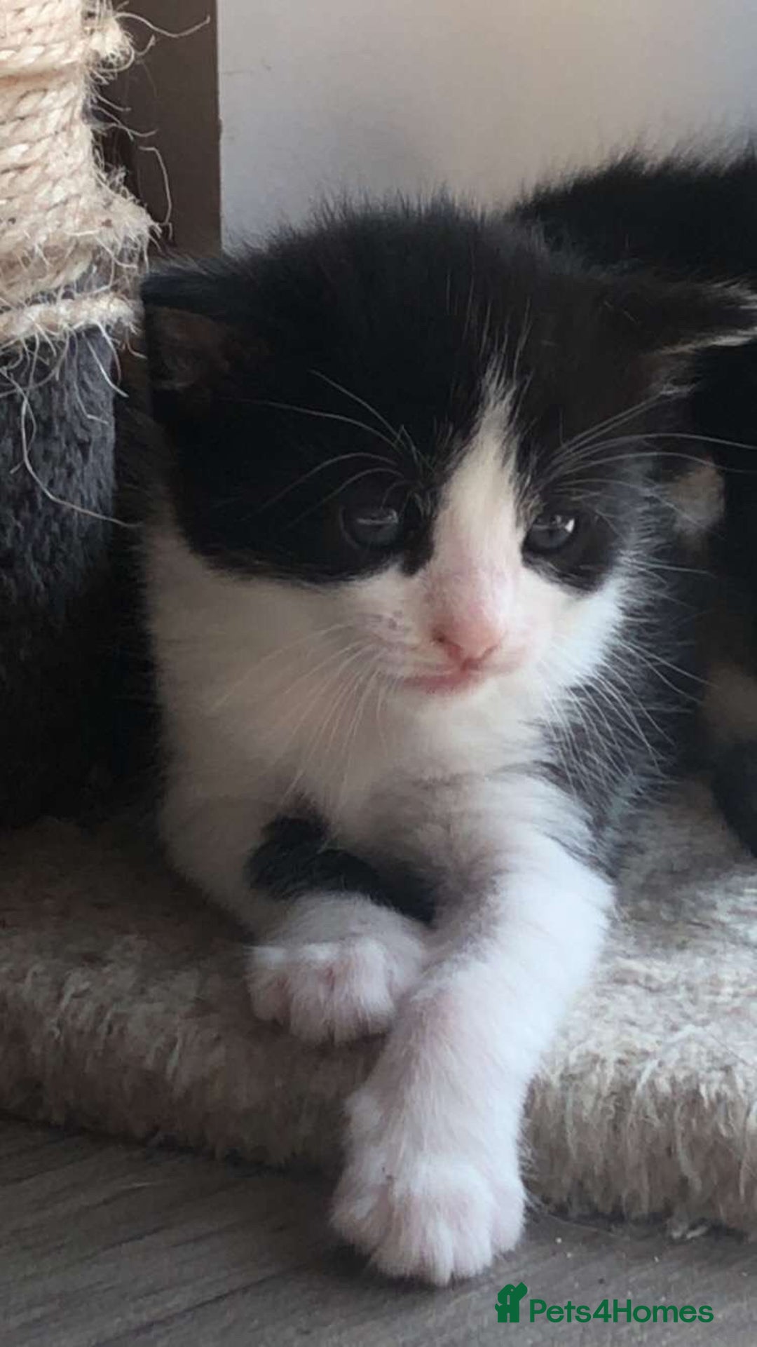 Mixed Breed cats for sale: Kittens for sale  - Image 10