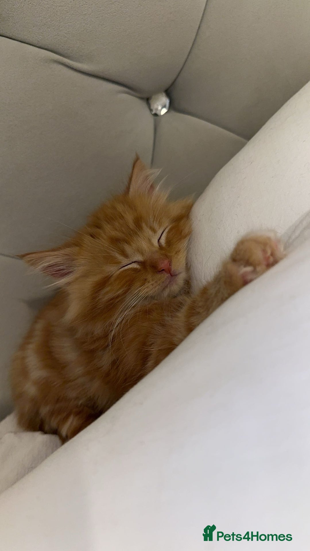 British Shorthair cats for sale: Last 3 ginger kittens  - Advert 5