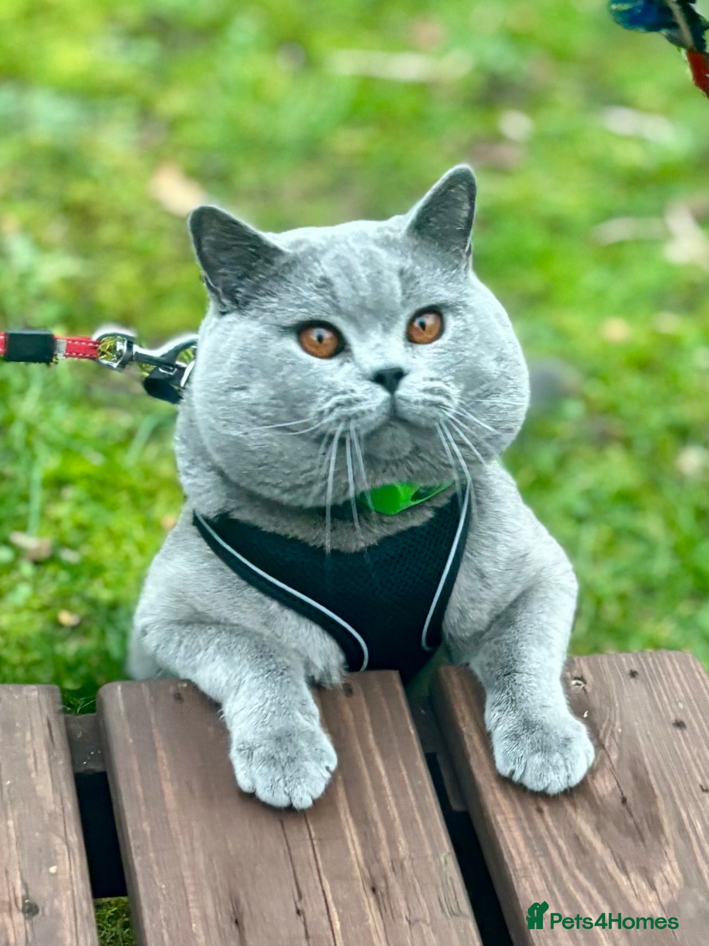 British Shorthair cats BritishShorthairBlue GCCF pedigree stud for mating - Advert 6