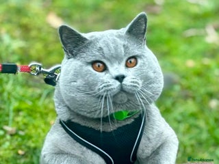 British Shorthair cats BritishShorthairBlue GCCF pedigree stud for mating - Advert 1