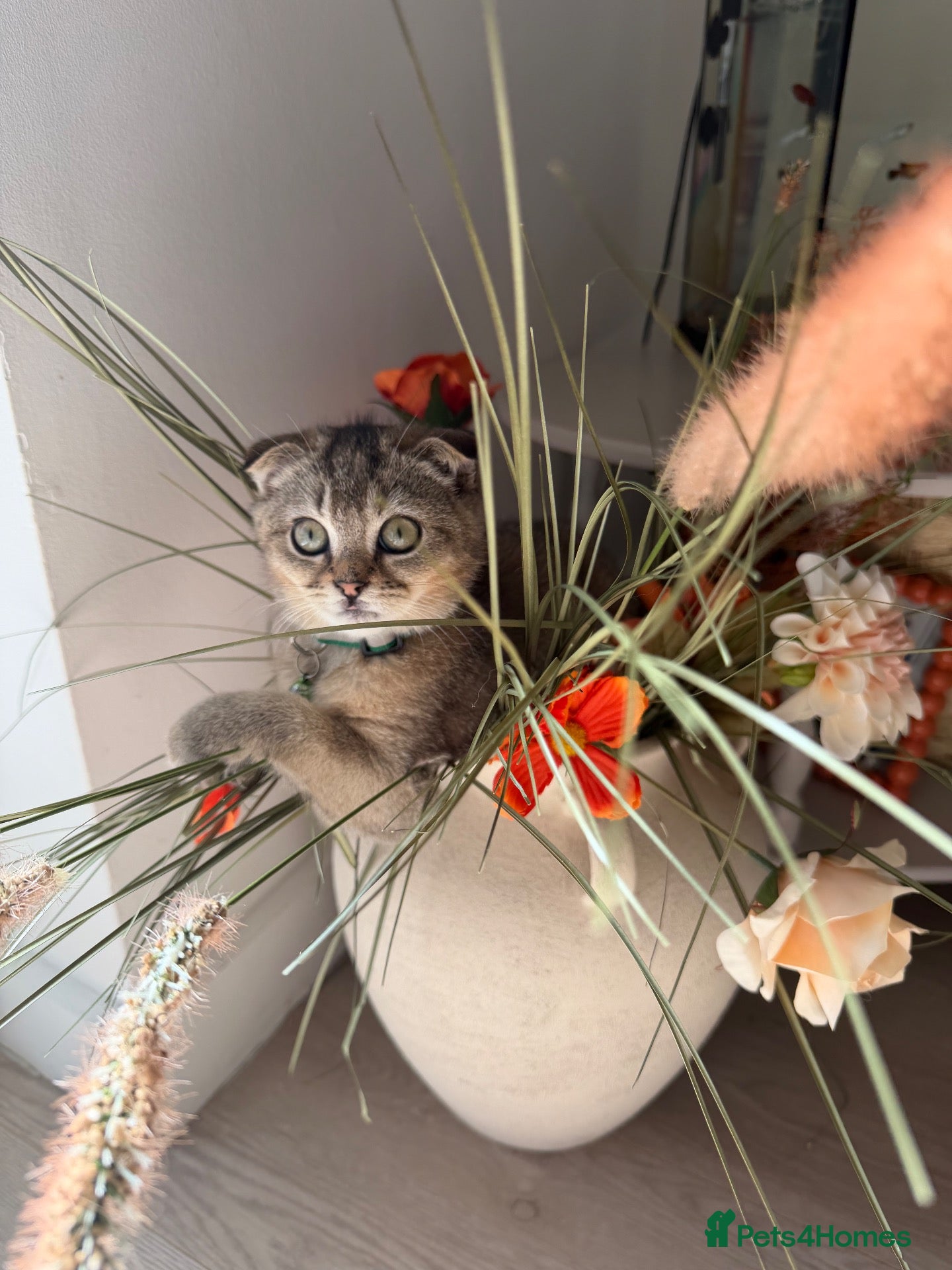 British Shorthair cats Gorgeous kittens  - Advert 2