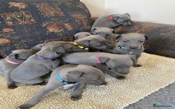 Whippet dogs for sale: KC Reg Blue whippet puppies - Image 2