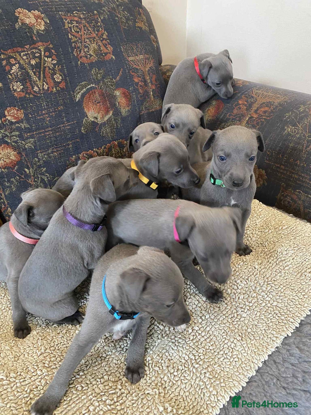 Whippet dogs for sale: KC Reg Blue whippet puppies - Image 2
