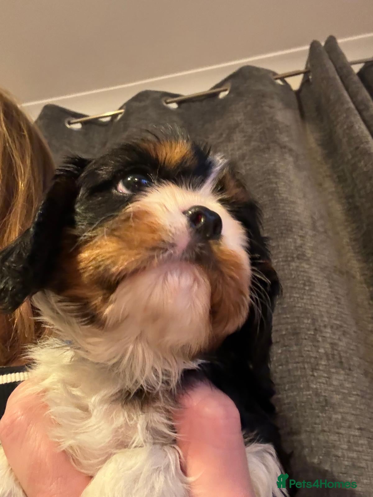 Cavalier King Charles Spaniel dogs for sale: One quality boy available to reserve   - Advert 1