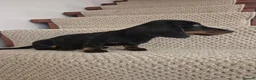 Miniature Dachshund dogs for sale: Miniature Dachshund.Fully vaccinated.Ready t leave - Advert 16