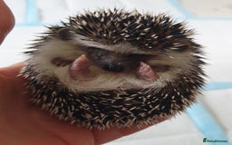Pygmy Hedgehog rodents for sale: Full pedigree Baby African pygmy hedgehog  - Image 9