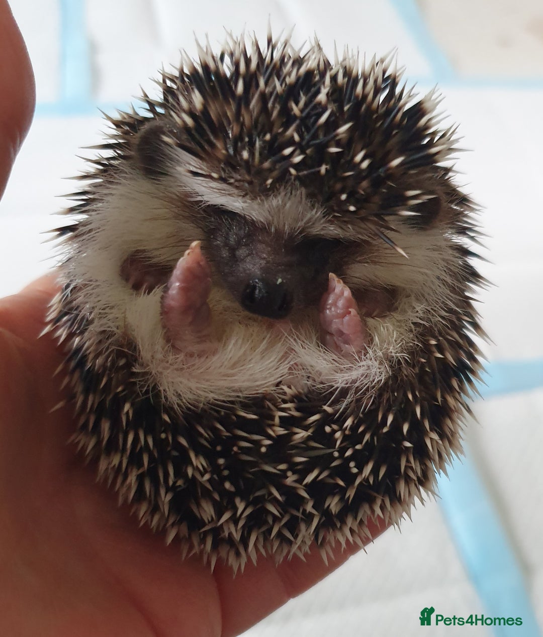 Pygmy Hedgehog rodents for sale: Full pedigree Baby African pygmy hedgehog  - Image 9