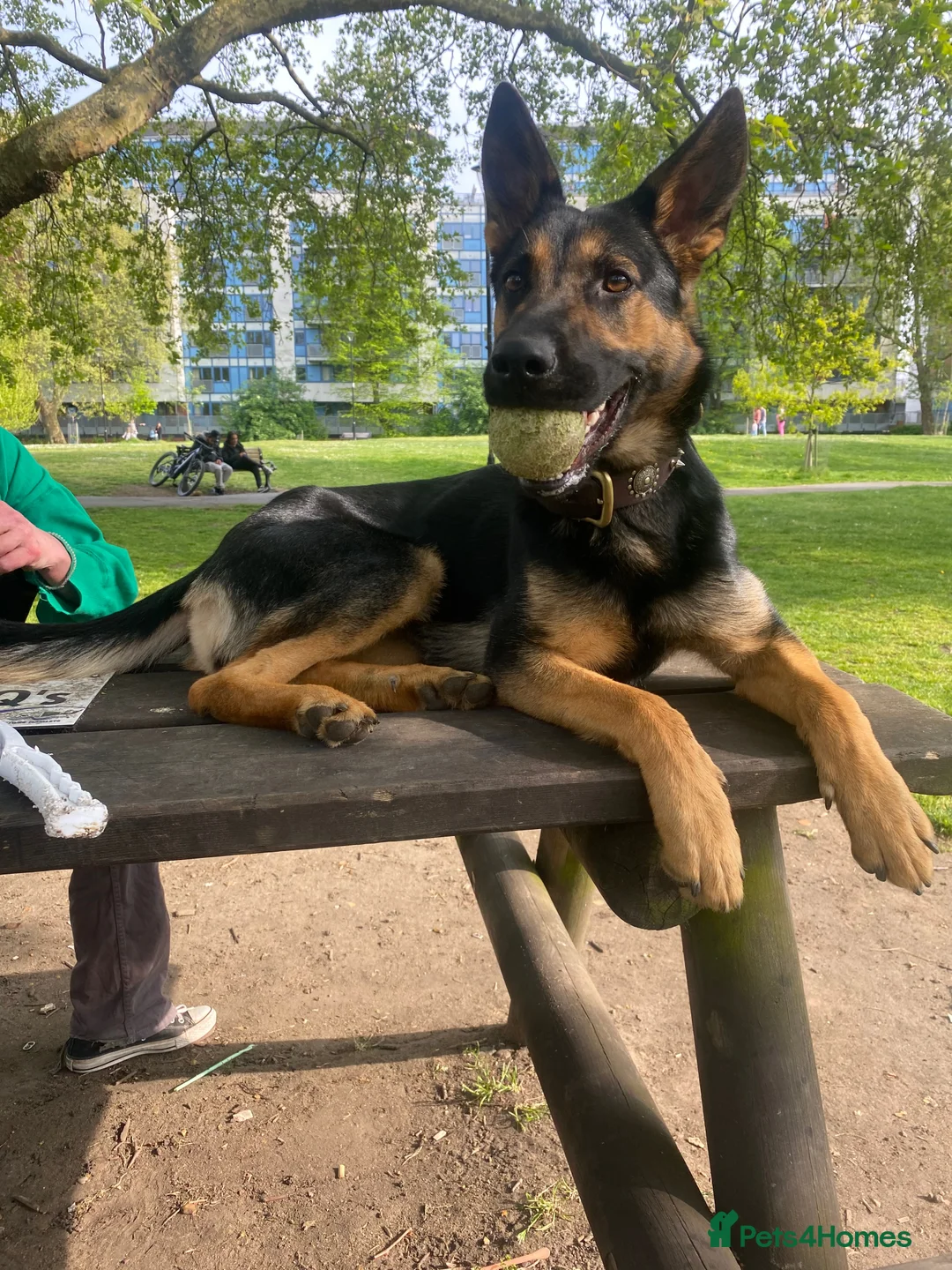 German Shepherd dogs for sale: Lunaa  - Advert 3