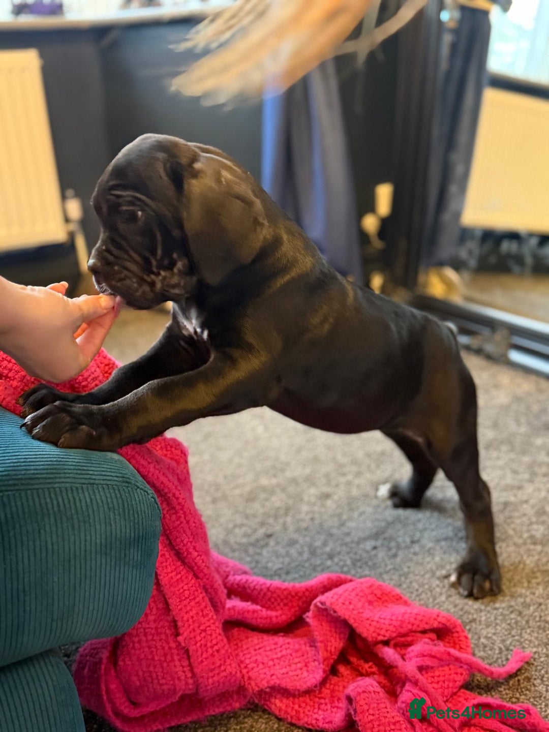 Cane Corso dogs for sale: EXCEPTIONAL PEDIGREE CANE CORSO PUPPIES - Advert 24