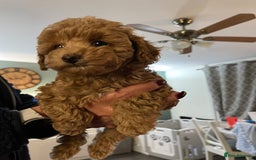Toy Poodle dogs for sale: Teddy bear toy poodles  - Image 7