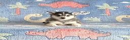 Pomsky dogs for sale: Stunning perfect husky markings f3 Pomsky puppies - Advert 2