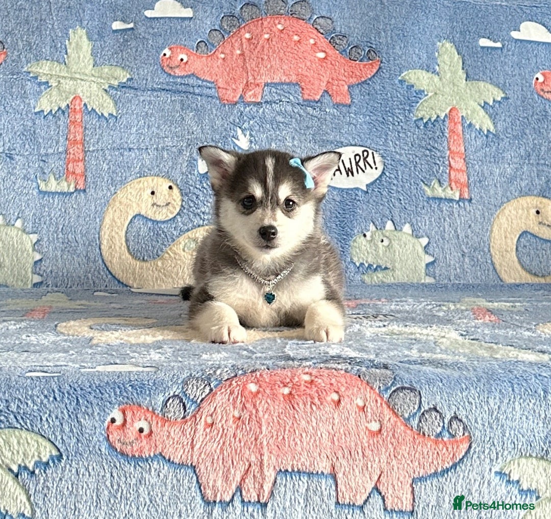 Pomsky dogs for sale: Stunning perfect husky markings f3 Pomsky puppies - Advert 2