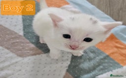Mixed Breed cats for sale:  Kittens😹🐱😻collection on August 24 and 31. - Image 11
