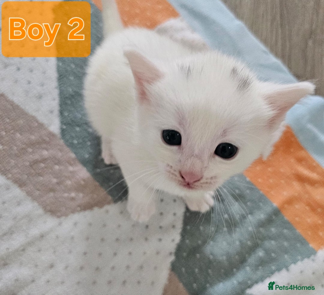Mixed Breed cats for sale:  Kittens😹🐱😻collection on August 24 and 31. - Image 11
