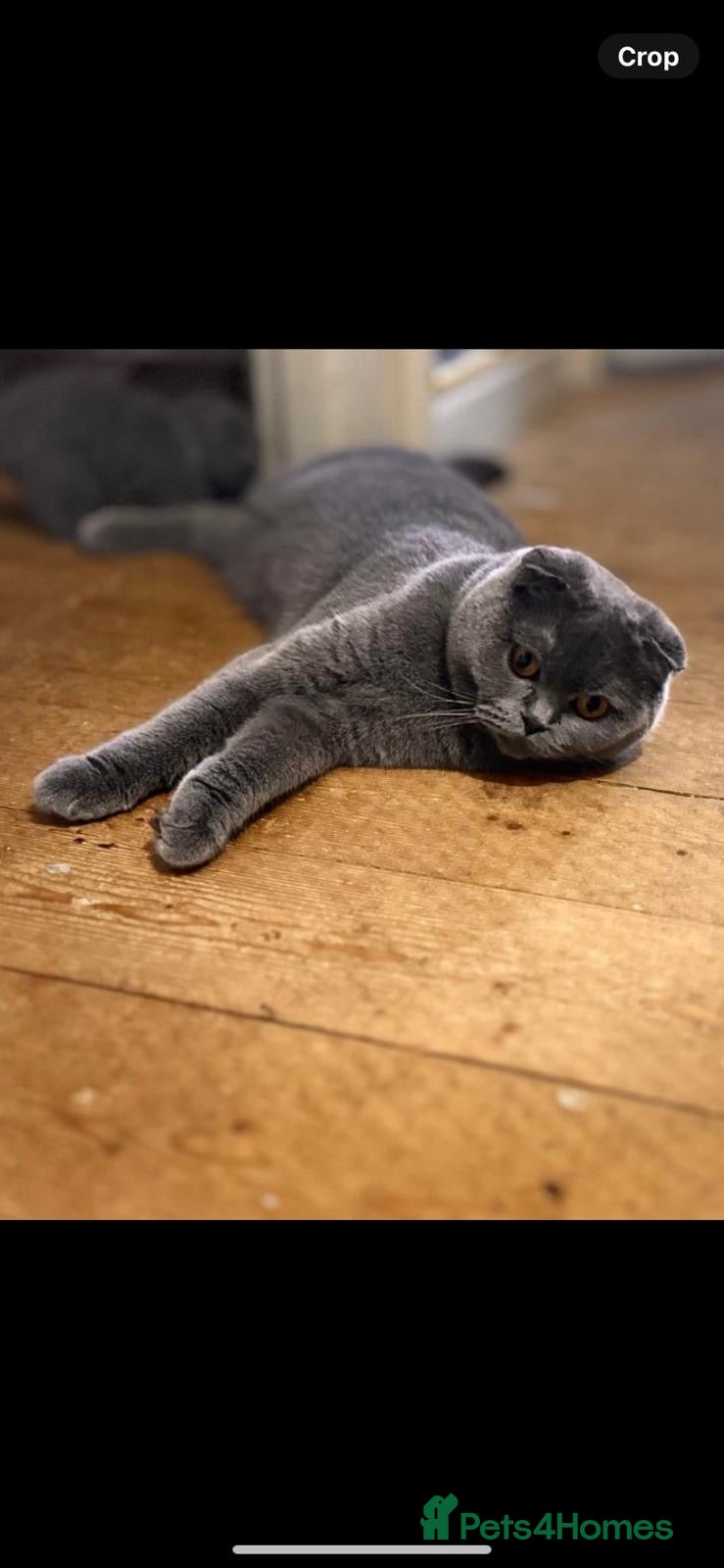 Scottish Fold cats for sale: 5 beautiful Scottish Fold’s kittens  - Advert 1