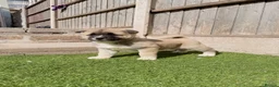Akita dogs for sale: American Akita puppy’s for sale - Advert 14