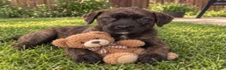 Cane Corso dogs for sale: Cane corso - Advert 8