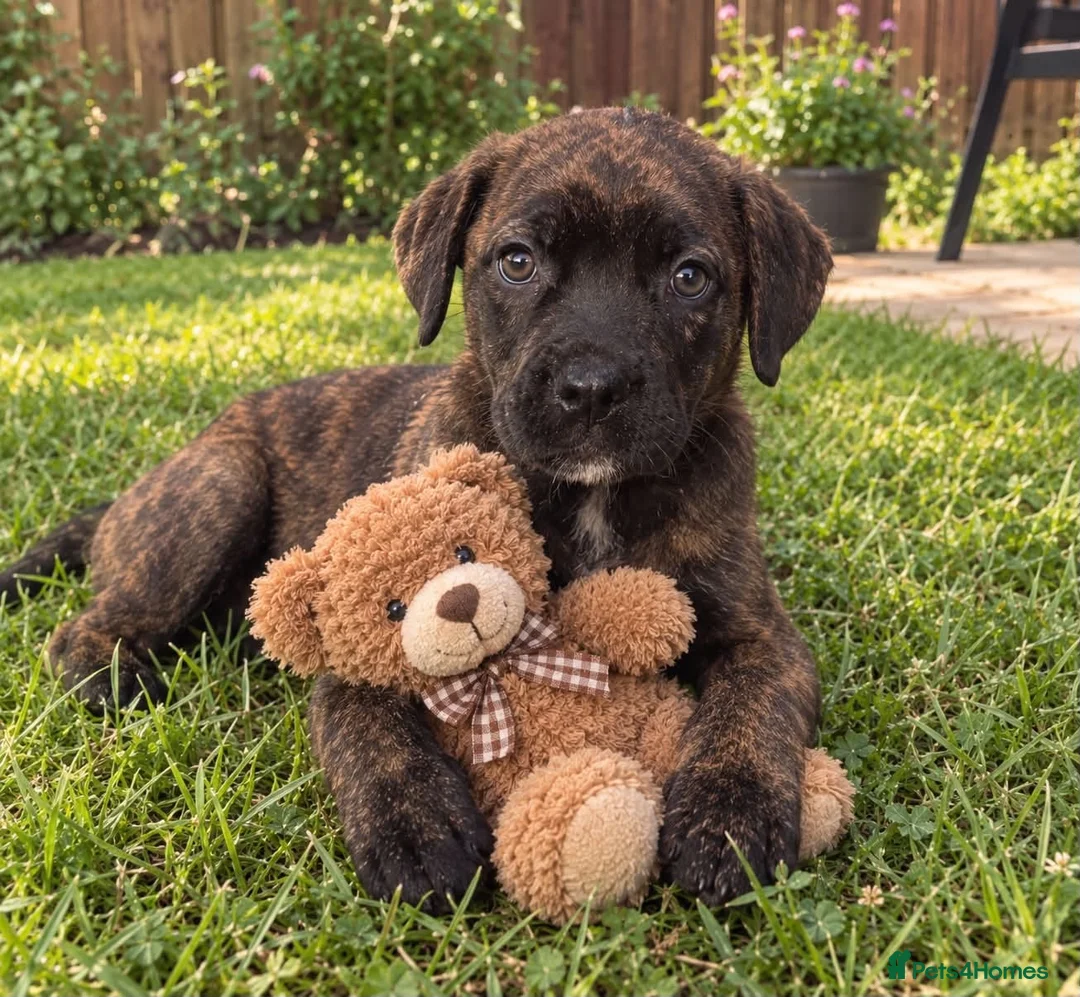 Cane Corso dogs for sale: Cane corso - Advert 8