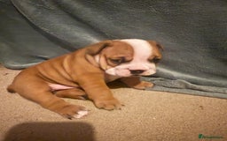 English Bulldog dogs for sale: 2 Beautiful Red & White English Bulldogs - Image 10