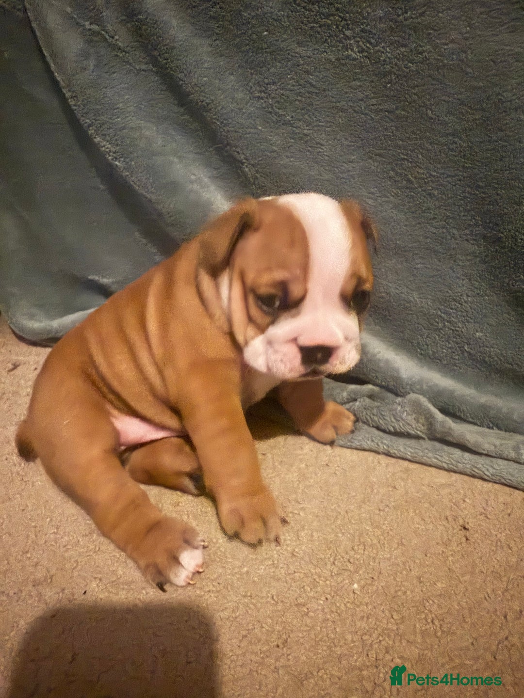 English Bulldog dogs for sale: 2 Beautiful Red & White English Bulldogs - Image 10