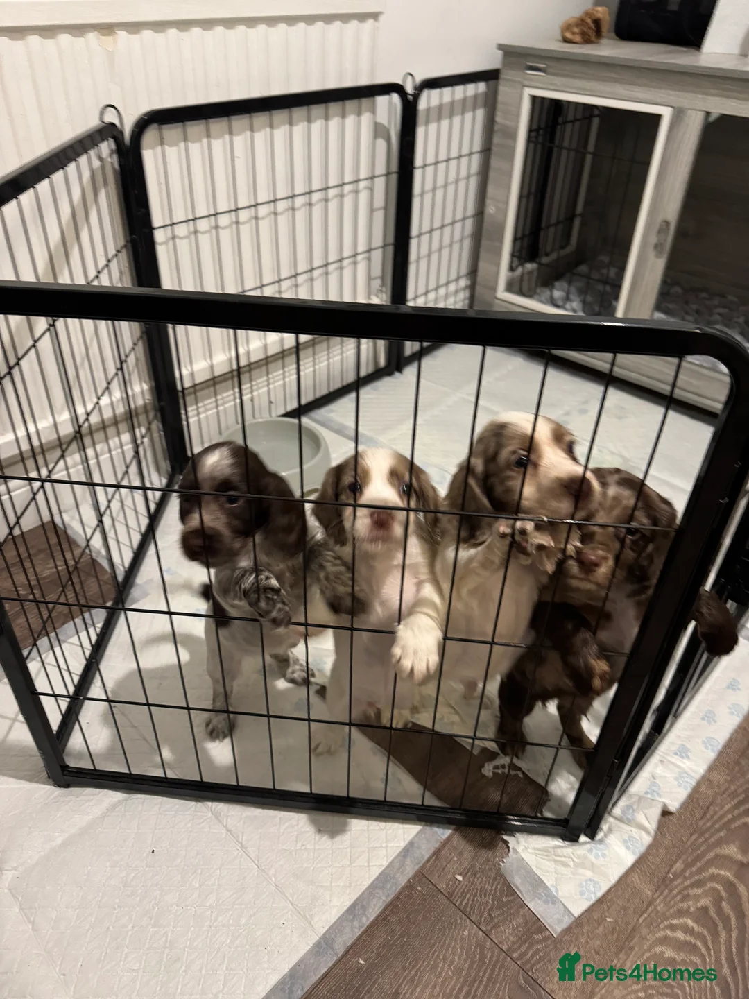 Cocker Spaniel dogs for sale: 4 Cocker Spaniel pups - unusual colours - Advert 3