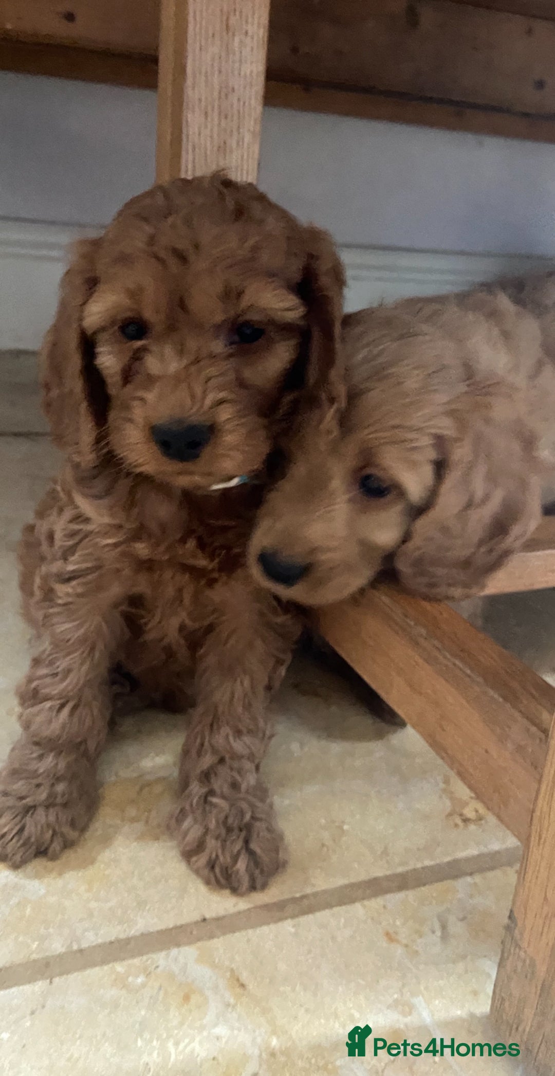 Cockapoo dogs for sale: F1 Apricot / Red Cockapoo’s  in Wetherby - Image 10