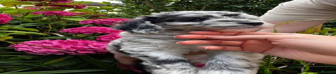 Labradoodle Puppy 6