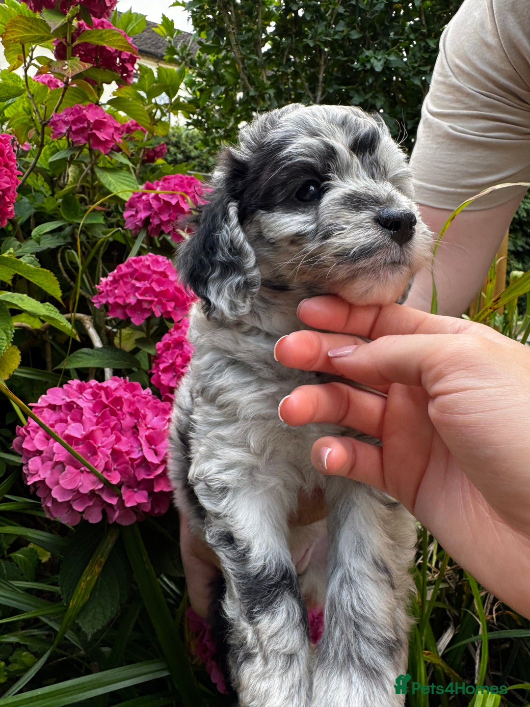 Labradoodle dogs for sale: One beautiful F1B Labradoodle puppy left!  - Image 16