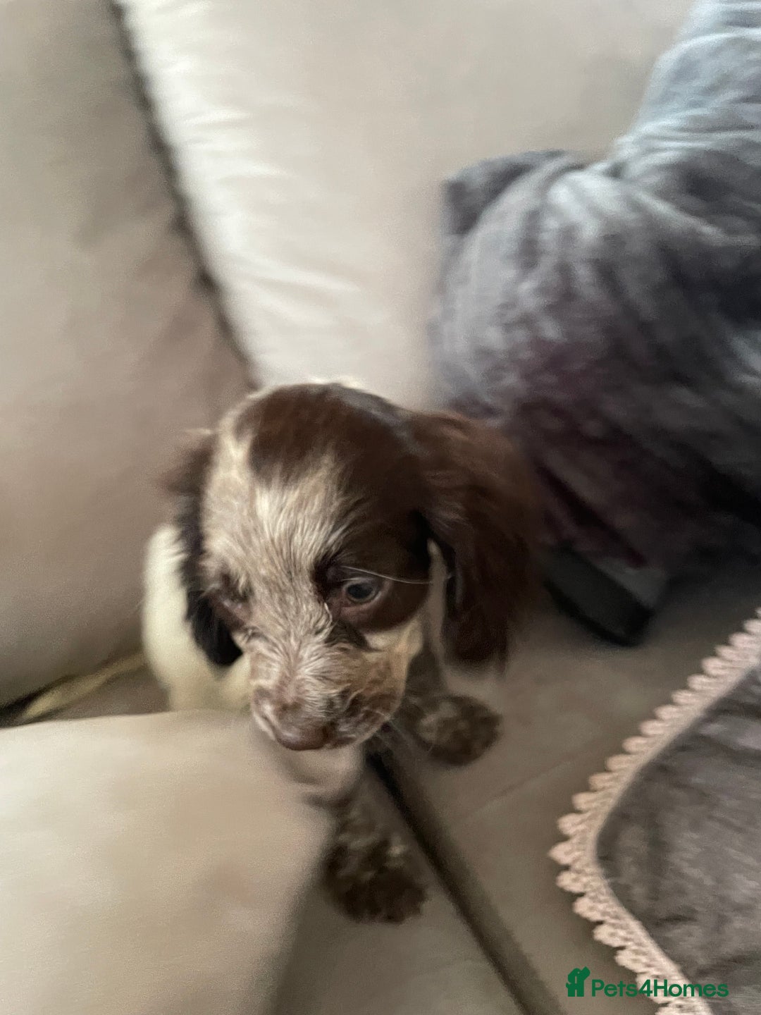 Cocker Spaniel dogs for sale: Healthy puppies - Image 12