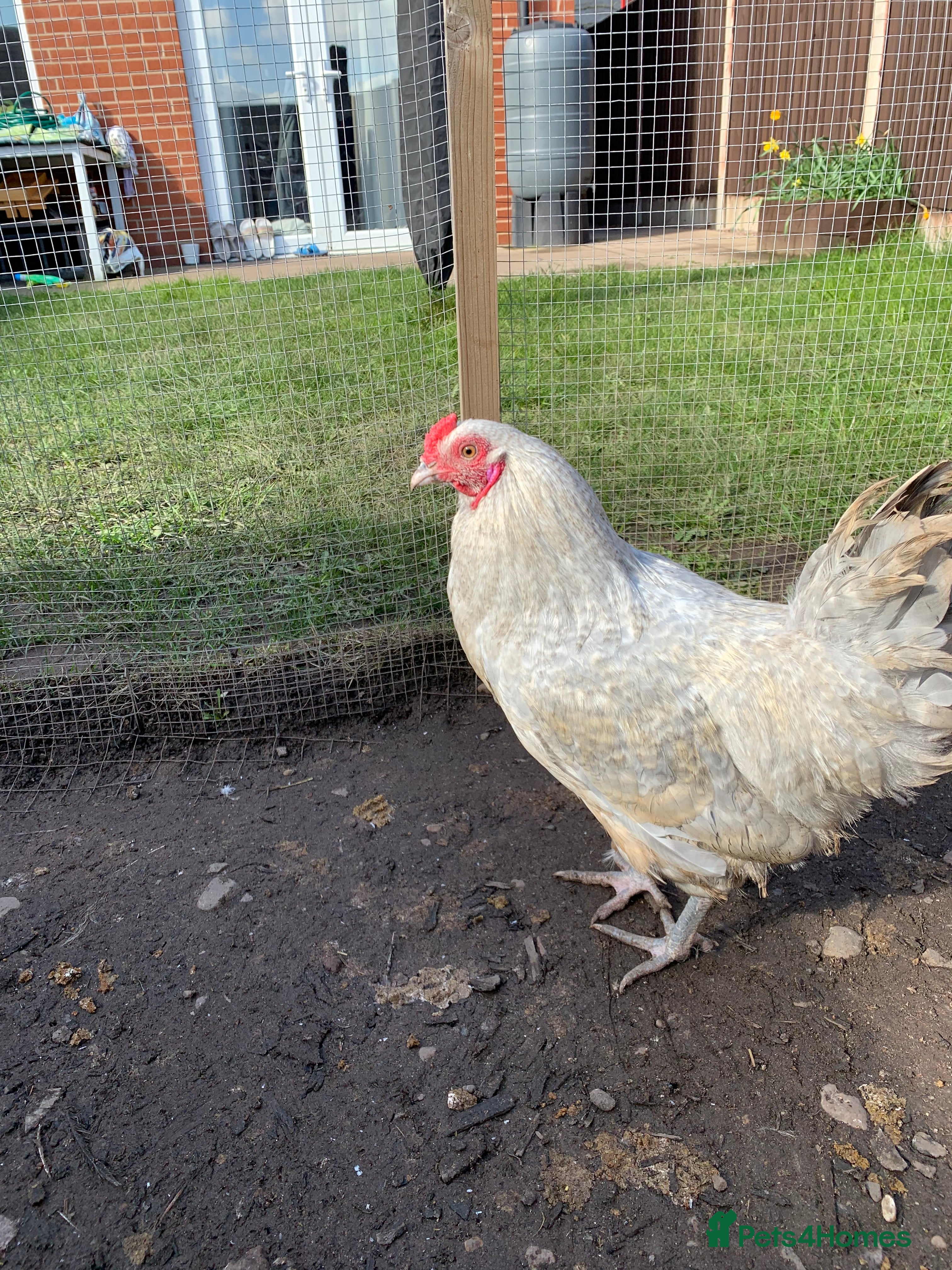 Chickens poultry Auracana mix  - Advert 1