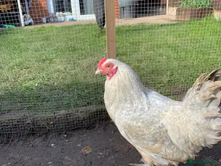 Chickens poultry Auracana mix - Advert 5