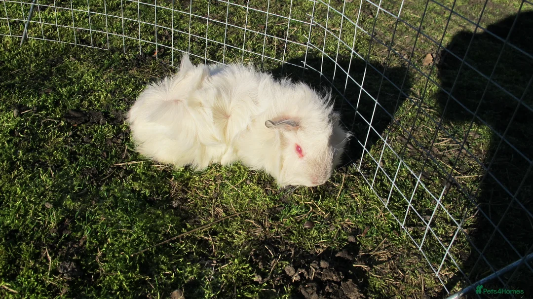 Guinea Pig rodents for sale: Male & Female guinea pigs various types & colours - Advert 5