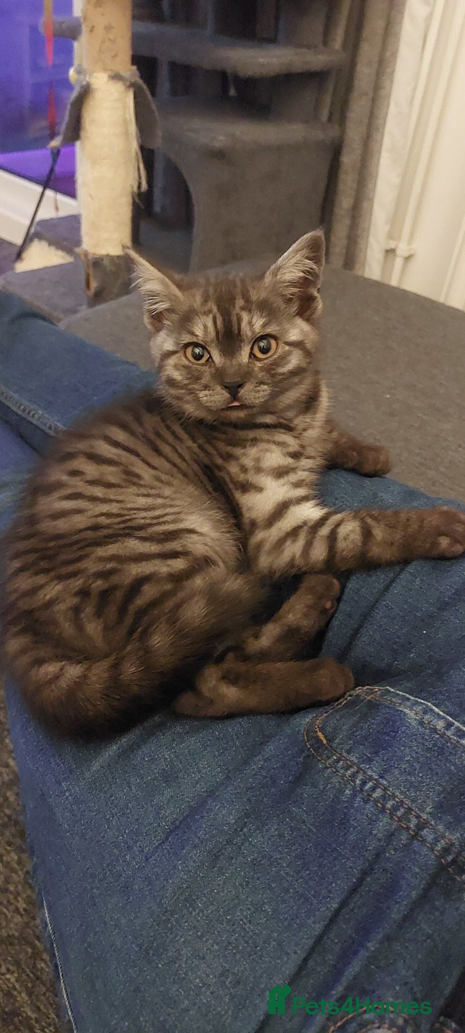 British Shorthair cats Beautiful female smoke british shorthair  - Advert 16
